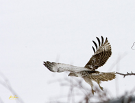 Red tailed Hawk